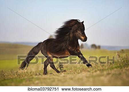 "Mini Shetland pony, stallion, black brown, galloping over meadow" View Large Photo Image Stock Image - "Mini Shetland pony, stallion, black brown, galloping over meadow". Fotosearch