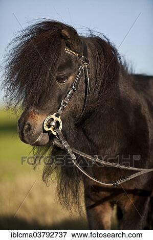 "Mini Shetland pony, stallion, black brown, portrait with English bridle" View Large Photo Image Stock Photo - "Mini Shetland pony, stallion, black brown, portrait with English bridle". Fotosearch