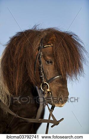 "Mini Shetland pony, stallion, portrait with English bridle" View Large Photo Image Stock Image - "Mini Shetland pony, stallion, portrait with English bridle". Fotosearch
