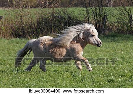 Mini Shetland pony View Large Photo Image Stock Image - Mini Shetland pony. Fotosearch