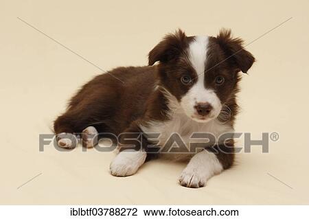 Miniature American Shepherd Also Miniature Australian Shepherd Puppy 7 Weeks Stock Image Iblbtf03788272 Fotosearch