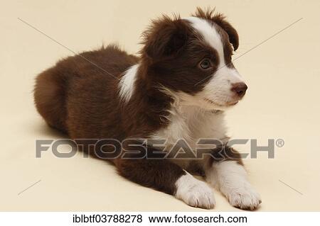 "Miniature American Shepherd, also Miniature Australian Shepherd, puppy, 7 weeks" View Large Photo Image Stock Photo - "Miniature American Shepherd, also Miniature Australian Shepherd, puppy, 7 weeks". Fotosearch