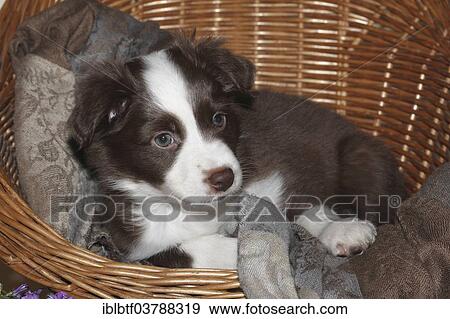 "Miniature American Shepherd, also Miniature Australian Shepherd, puppy, 7 weeks, lying in a wicker chair" View Large Photo Image Stock Photo - "Miniature American Shepherd, also Miniature Australian Shepherd, puppy, 7 weeks, lying in a wicker chair". Fotosearch