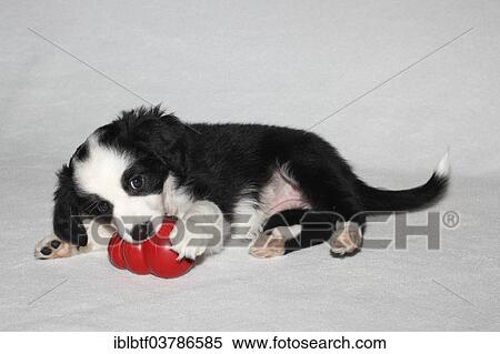 "Miniature American Shepherd, also Miniature Australian Shepherd, puppy playing with a red Kong toy" View Large Photo Image Stock Photography - "Miniature American Shepherd, also Miniature Australian Shepherd, puppy playing with a red Kong toy". Fotosearch