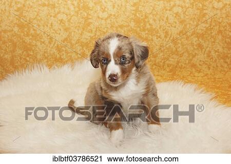 Stock Image - "Miniature American Shepherd, puppy, 6. 5 weeks, Red Merle, sitting on a fur". Fotosearch