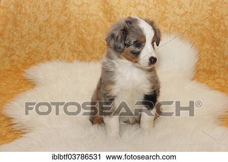 "Miniature American Shepherd, puppy, 6. 5 weeks, Blue Merle, sitting on a white fur" View Large Photo Image Stock Image - "Miniature American Shepherd, puppy, 6. 5 weeks, Blue Merle, sitting on a white fur". Fotosearch