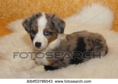 "Miniature American Shepherd, puppy, 6. 5 weeks, Blue Merle, lying on a white fur" View Large Photo Image Stock Image - "Miniature American Shepherd, puppy, 6. 5 weeks, Blue Merle, lying on a white fur". Fotosearch
