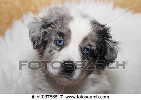 "Miniature American Shepherd, puppy, 6. 5 weeks, Blue Merle, Portrait" View Large Photo Image Stock Photo - "Miniature American Shepherd, puppy, 6. 5 weeks, Blue Merle, Portrait". Fotosearch