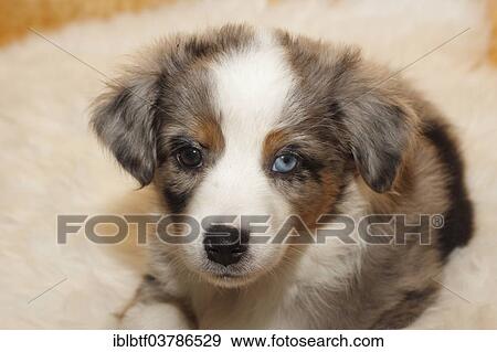 "Miniature American Shepherd, puppy, 6. 5 weeks, Blue Merle, lying on a white fur" View Large Photo Image Stock Photo - "Miniature American Shepherd, puppy, 6. 5 weeks, Blue Merle, lying on a white fur". Fotosearch