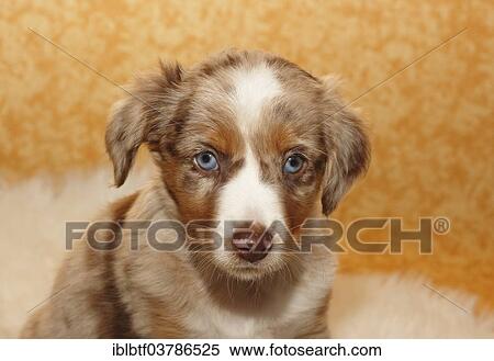 "Miniature American Shepherd, puppy, 6. 5 weeks, Red Merle" View Large Photo Image Stock Photography - "Miniature American Shepherd, puppy, 6. 5 weeks, Red Merle". Fotosearch