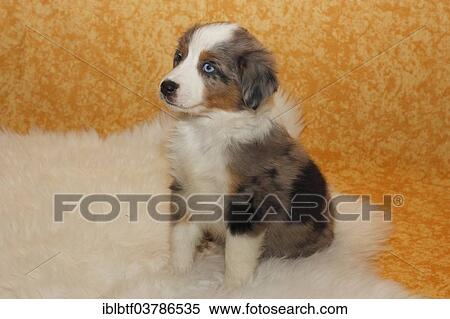 "Miniature American Shepherd, puppy, 6. 5 weeks, Blue Merle, sitting on a white fur" View Large Photo Image Stock Photography - "Miniature American Shepherd, puppy, 6. 5 weeks, Blue Merle, sitting on a white fur". Fotosearch