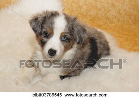 "Miniature American Shepherd, puppy, 6. 5 weeks, Blue Merle, lying on a white fur" View Large Photo Image Stock Photography - "Miniature American Shepherd, puppy, 6. 5 weeks, Blue Merle, lying on a white fur". Fotosearch