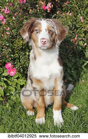"Miniature Australian Shepherd, 4 months, sitting" View Large Photo Image Stock Photography - "Miniature Australian Shepherd, 4 months, sitting". Fotosearch