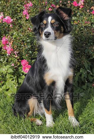 "Miniature Australian Shepherd bitch, 18 months, sitting" View Large Photo Image Stock Photo - "Miniature Australian Shepherd bitch, 18 months, sitting". Fotosearch