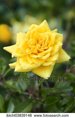"Miniature Rose (Rosa spp. ), Goldjuwel variety, flower, Germany, Europe" View Large Photo Image Stock Photo - "Miniature Rose (Rosa spp. ), Goldjuwel variety, flower, Germany, Europe". Fotosearch