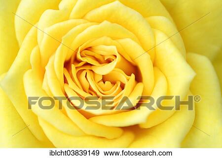 Stock Photo - "Miniature Rose (Rosa spp. ), Goldjuwel variety, detailed view of a flower, Germany, Europe". Fotosearch