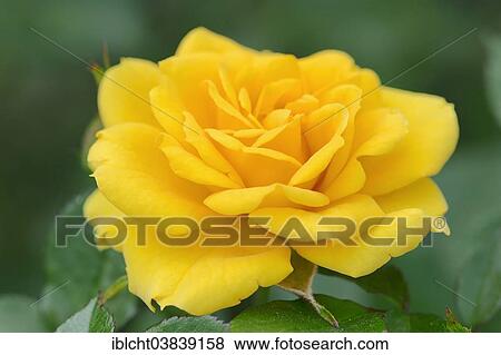 "Miniature Rose (Rosa spp. ), Goldpin variety, flower, Germany, Europe" View Large Photo Image Stock Photo - "Miniature Rose (Rosa spp. ), Goldpin variety, flower, Germany, Europe". Fotosearch