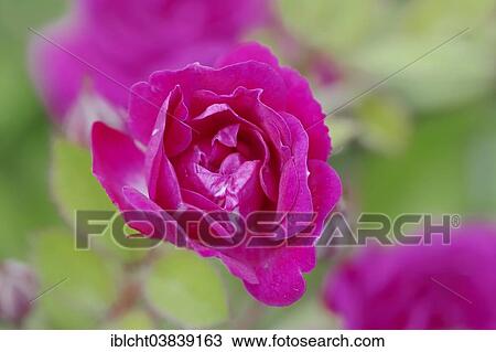 "Miniature rose (Rosa spp. ), Perle de Alcanada variety, blossom, Germany, Europe" View Large Photo Image Stock Image - "Miniature rose (Rosa spp. ), Perle de Alcanada variety, blossom, Germany, Europe". Fotosearch