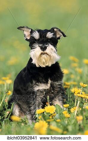 Stock Image - "Miniature Schnauzer, black and silver, sitting in flower meadow". Fotosearch