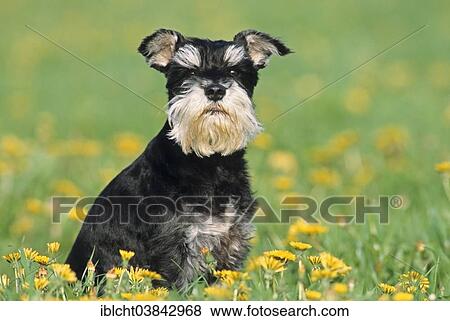 "Miniature Schnauzer, black and silver coat colour, sitting in flower meadow" View Large Photo Image Stock Photo - "Miniature Schnauzer, black and silver coat colour, sitting in flower meadow". Fotosearch