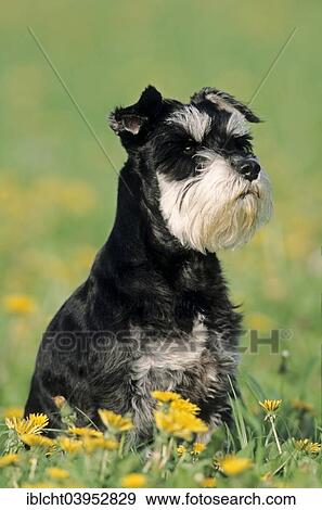 "Miniature Schnauzer, black and silver, sitting in flower meadow" View Large Photo Image Stock Photo - "Miniature Schnauzer, black and silver, sitting in flower meadow". Fotosearch