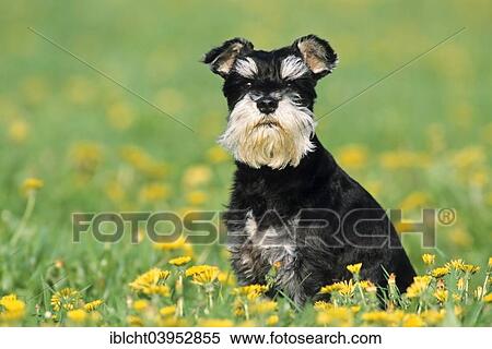 Stock Photography - "Miniature Schnauzer, black and silver, sitting in flower meadow". Fotosearch