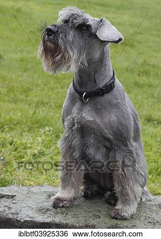 Miniature Schnauzer sitting on a wall View Large Photo Image Stock Photograph - Miniature Schnauzer sitting on a wall. Fotosearch