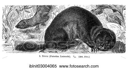 "Mink (Putorius lutreola), illustration from Meyers Konversations-Lexikon encyclopedia, 1897" View Large Photo Image Stock Photography - "Mink (Putorius lutreola), illustration from Meyers Konversations-Lexikon encyclopedia, 1897". Fotosearch