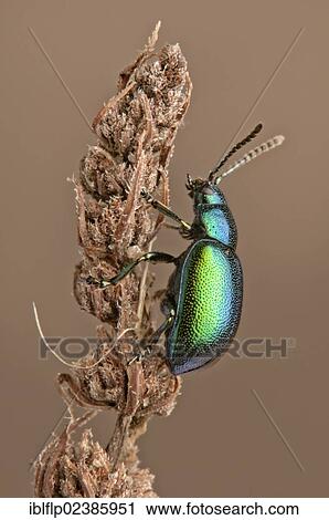 Stock Image - "Mint Leaf Beetle (Chrysolina menthastri), adult, resting on seedhead, Leicestershire, England, United Kingdom, Europe". Fotosearch
