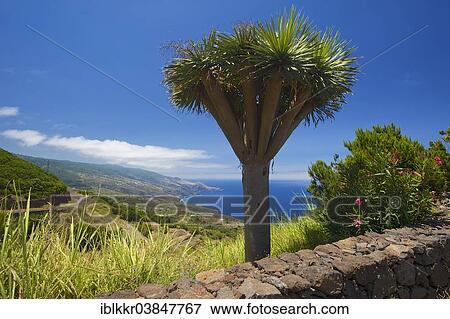 "Mirador de La Tosca, La Palma, Canary Islands, Spain, Europe" View Large Photo Image Stock Photo - "Mirador de La Tosca, La Palma, Canary Islands, Spain, Europe". Fotosearch