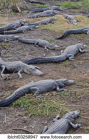 "Mississippi Alligators (Alligator mississippiensis), Everglades National Park, Florida, United States, North America" View Large Photo Image Stock Photo - "Mississippi Alligators (Alligator mississippiensis), Everglades National Park, Florida, United States, North America". Fotosearch