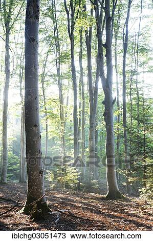 "Mist in a beech forest, Parc Naturel Regional du Livradois Forez, Livradois Forez Natural Regional, Puy de Dome, Auvergne, France, Europe" View Large Photo Image Stock Image - "Mist in a beech forest, Parc Naturel Regional du Livradois Forez, Livradois Forez Natural Regional, Puy de Dome, Auvergne, France, Europe". Fotosearch
