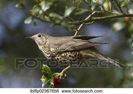 "Mistle Thrush (Turdus viscivorus), adult, perched in European Holly (Ilex aquifolium), with berries, New Forest National Park, Hampshire, England, United Kingdom, Europe" View Large Photo Image Stock Photograph - "Mistle Thrush (Turdus viscivorus), adult, perched in European Holly (Ilex aquifolium), with berries, New Forest National Park, Hampshire, England, United Kingdom, Europe". Fotosearch