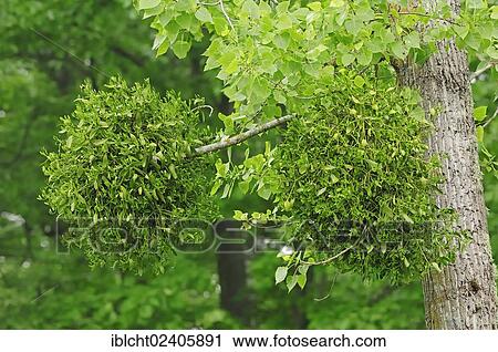 "Mistletoe (Viscum album), France, Europe" View Large Photo Image Stock Image - "Mistletoe (Viscum album), France, Europe". Fotosearch