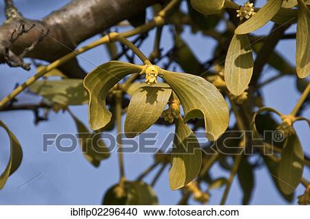 Mistletoe (Viscum album) growing on tree View Large Photo Image Stock Image - Mistletoe (Viscum album) growing on tree. Fotosearch