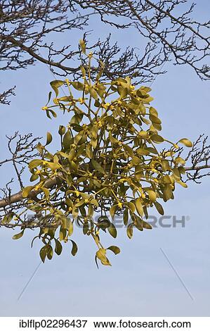 Stock Photo - Mistletoe (Viscum album) growing on tree. Fotosearch