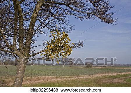 Mistletoe (Viscum album) growing on tree View Large Photo Image Stock Photo - Mistletoe (Viscum album) growing on tree. Fotosearch