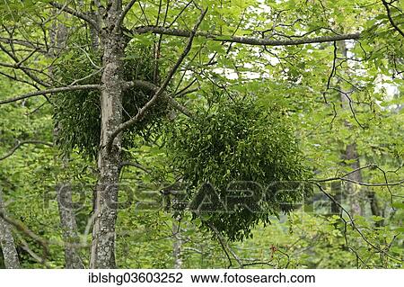 "Mistletoe (Viscum sp. ), Plitvice Lakes National Park, Croatia, Europe" View Large Photo Image Stock Image - "Mistletoe (Viscum sp. ), Plitvice Lakes National Park, Croatia, Europe". Fotosearch