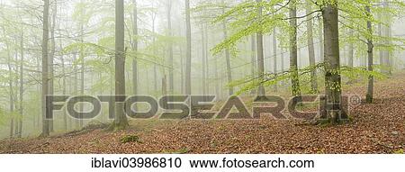 "Misty beech forest in early spring, Kellerwald-Edersee National Park, near Gellershausen, Hesse, Germany, Europe" View Large Photo Image Stock Image - "Misty beech forest in early spring, Kellerwald-Edersee National Park, near Gellershausen, Hesse, Germany, Europe". Fotosearch