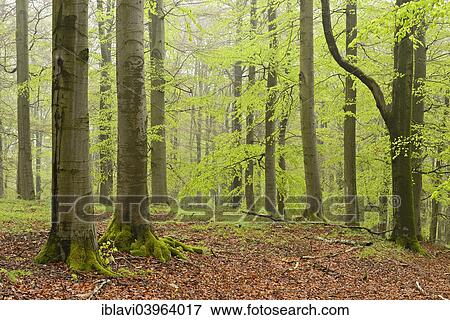 "Misty beech forest in early spring, Kellerwald-Edersee National Park, near Gellershausen, Hesse, Germany, Europe" View Large Photo Image Stock Photo - "Misty beech forest in early spring, Kellerwald-Edersee National Park, near Gellershausen, Hesse, Germany, Europe". Fotosearch