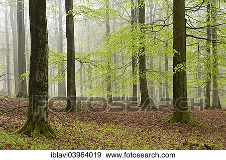 "Misty beech forest in early spring, Kellerwald-Edersee National Park, near Gellershausen, Hesse, Germany, Europe" View Large Photo Image Stock Photo - "Misty beech forest in early spring, Kellerwald-Edersee National Park, near Gellershausen, Hesse, Germany, Europe". Fotosearch