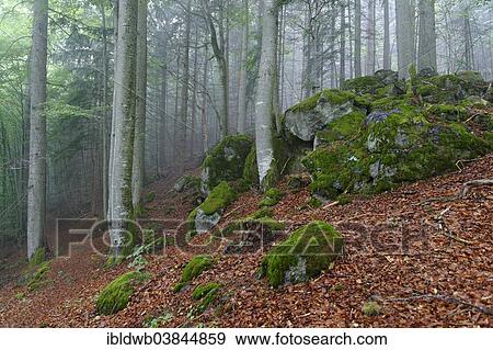 "Misty forest, Bavarian Forest National Park, near Waldhauser, Lower Bavaria, Bavaria, Germany, Europe" View Large Photo Image Stock Photo - "Misty forest, Bavarian Forest National Park, near Waldhauser, Lower Bavaria, Bavaria, Germany, Europe". Fotosearch