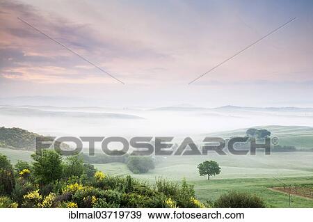 "Misty landscape in the early morning, Val d'Orcia region, Province of Siena, Tuscany, Italy, Europe" View Large Photo Image Stock Photo - "Misty landscape in the early morning, Val d'Orcia region, Province of Siena, Tuscany, Italy, Europe". Fotosearch