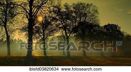 "Misty morning, autumn, sunrise at a tree-lined avenue, Lubbenau, Brandenburg, Germany, Europe" View Large Photo Image Picture - "Misty morning, autumn, sunrise at a tree-lined avenue, Lubbenau, Brandenburg, Germany, Europe". Fotosearch