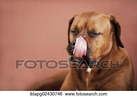 "Mixed-breed boxer, portrait, licking its nose with its tongue" View Large Photo Image Stock Photograph - "Mixed-breed boxer, portrait, licking its nose with its tongue". Fotosearch