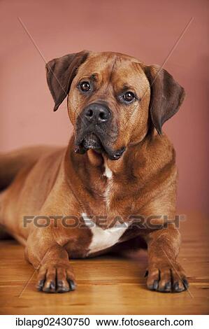 "Mixed-breed boxer, portrait" View Large Photo Image Stock Image - "Mixed-breed boxer, portrait". Fotosearch