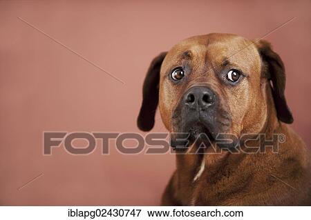 "Mixed-breed boxer, portrait" View Large Photo Image Stock Photo - "Mixed-breed boxer, portrait". Fotosearch