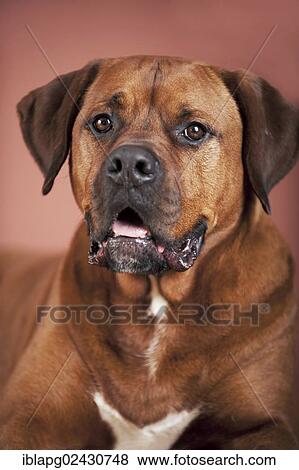 "Mixed-breed boxer, portrait" View Large Photo Image Stock Photo - "Mixed-breed boxer, portrait". Fotosearch