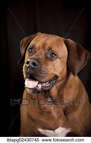 Stock Photography - "Mixed-breed boxer, portrait". Fotosearch