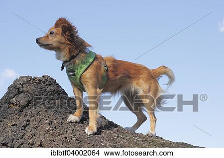 "Mixed-breed Chihuahua standing on a tree trunk, Germany, Europe" View Large Photo Image Picture - "Mixed-breed Chihuahua standing on a tree trunk, Germany, Europe". Fotosearch